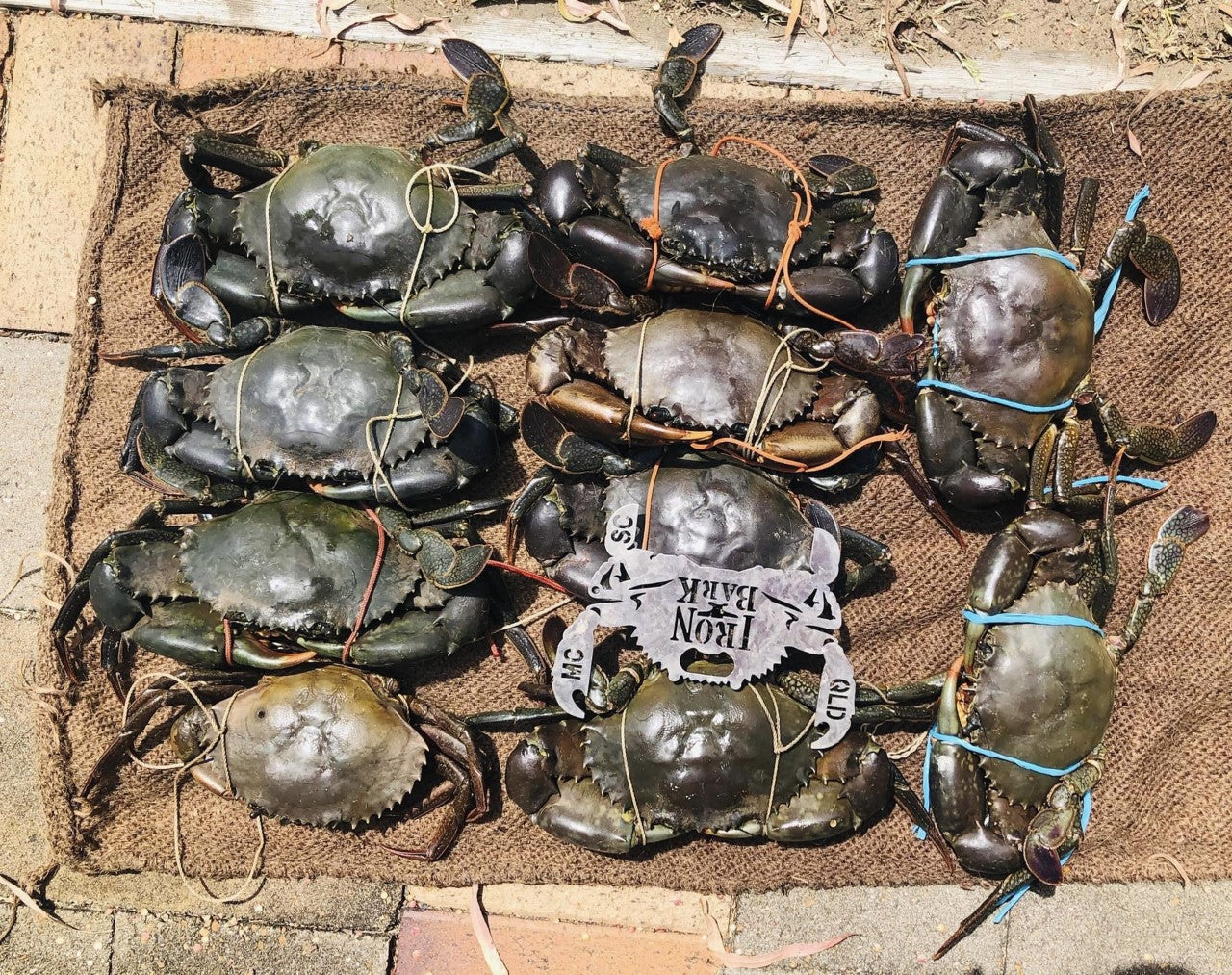 QLD Mud Crab / Sand Crab Measure