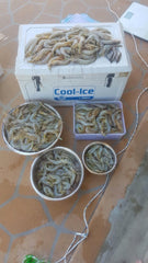 DAVES AUSSIE MADE CAST NETS-Top & Bottom Pocket