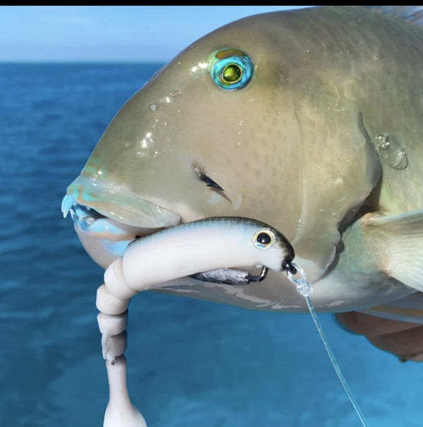 Estuary+Freshwater Lures